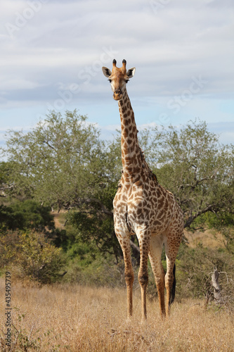 Giraffe   Giraffe   Giraffa camelopardalis..