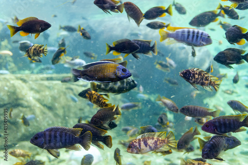 Many tropical fish swimming in a dirty aquarium with murky water.