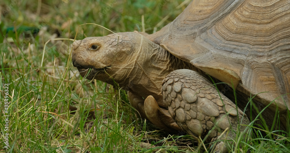 close up of African spurred tortoise or Centrochelys sulcata on the green grass close up of African spurred tortoise or Centrochelys sulcata on the green grass