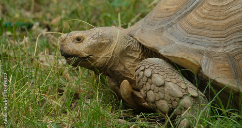 close up of African spurred tortoise or Centrochelys sulcata on the green grass 