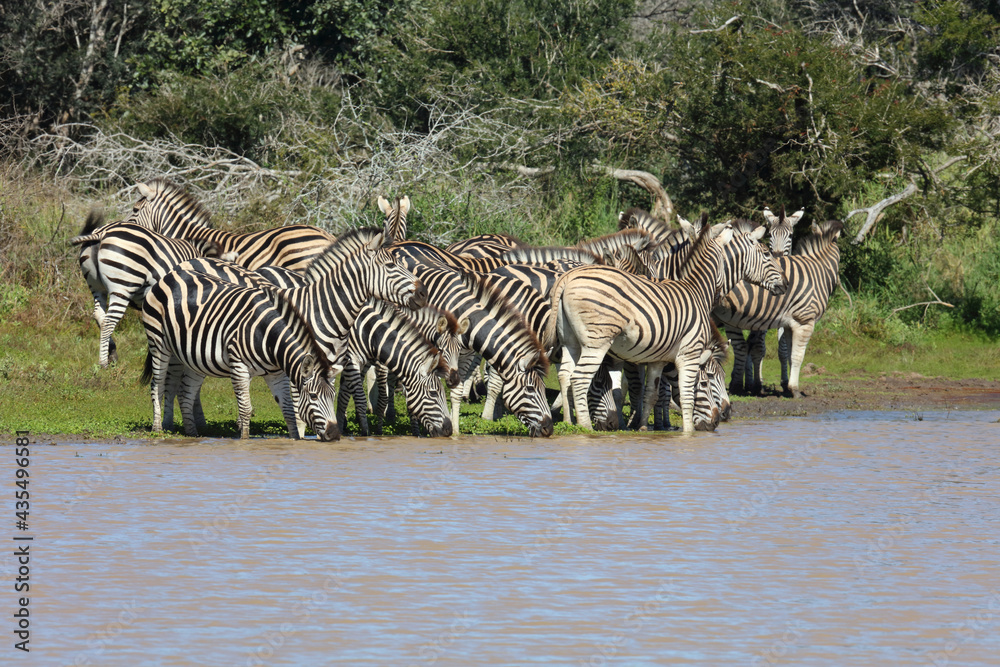 Steppenzebra / Burchell's zebra / Equus burchellii Steppenzebra / Burchell's zebra / Equus burchellii