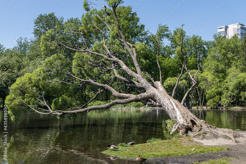 Group of brown willow trees with green fresh leaves and birds are by a pond on a blurred background in a park in spring Group of brown willow trees with green fresh leaves and birds are by a pond on a blurred background in a park in spring