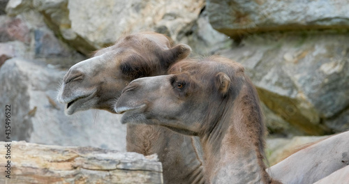 Close up portrait of camel  photo