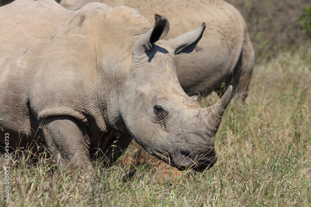Fototapeta premium Breitmaulnashorn / Square-lipped rhinoceros / Ceratotherium Simum