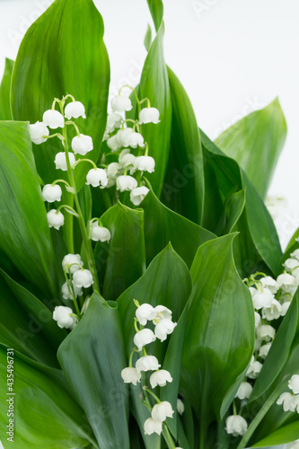 Konwalie majowe, kwitnące białe kwiaty, z zielonymi liśćmi, na białym tle
