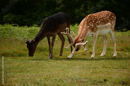 Ciervos aliment  ndose con pasto en Richmond Park  Londres  Reino Unido