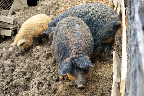 Mangalitsky, mangalitsa breed pig photo