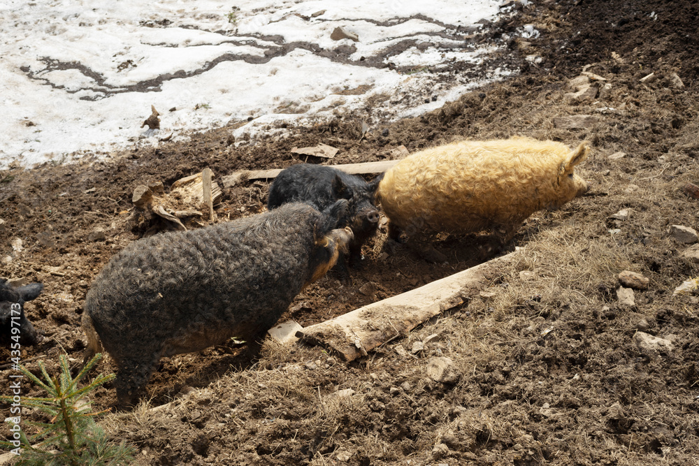Fototapeta premium Mangalitsky, mangalitsa breed pig
