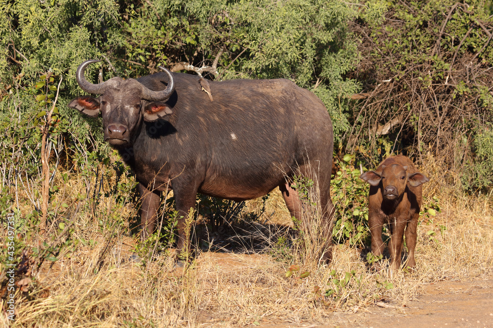 Kaffernbüffel / African buffalo / Syncerus caffer.