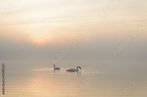 swans