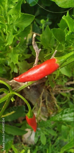 pimiento rojo picante