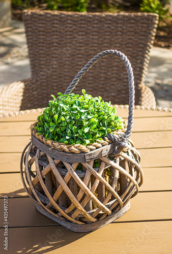 Decorative wooden basket with green plant on outdoor table