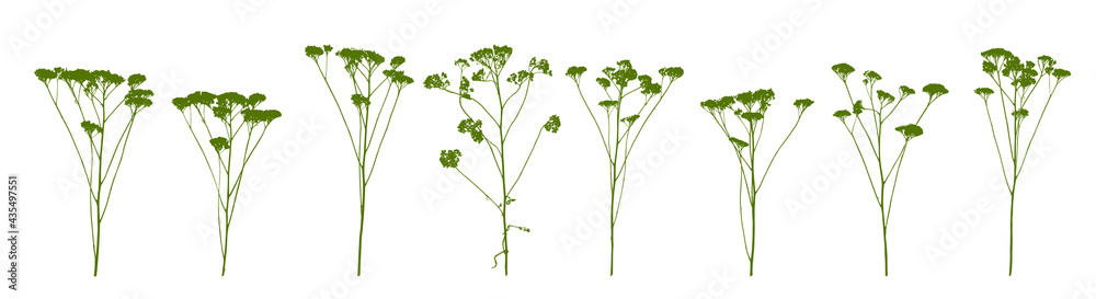 Wild grass - green flowering herb isolated on white - natural plant - herbal set - obrazy, fototapety, plakaty 