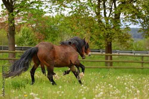 Connemara Ponies auf der Wiese