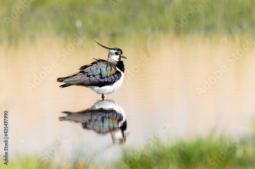 Lapwing mirroring photo