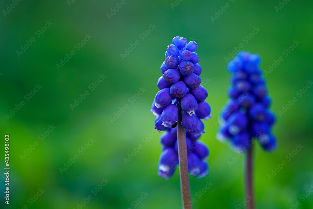 Blue muscari flower in spring garden Blue muscari flower in spring garden