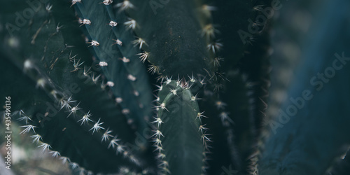 green cactus plant closeup ...