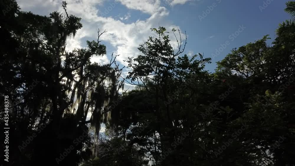 Arboles en contra luz Arboles en contra luz