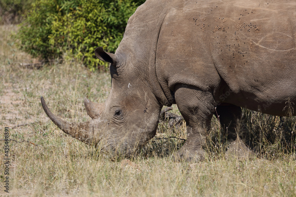 Breitmaulnashorn / Square-lipped rhinoceros / Ceratotherium Simum Breitmaulnashorn / Square-lipped rhinoceros / Ceratotherium Simum