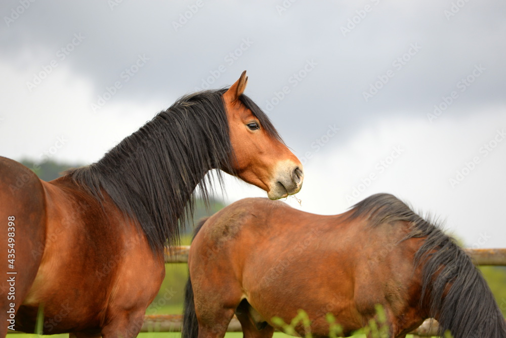 Naklejka premium Connemara Ponies auf der Wiese