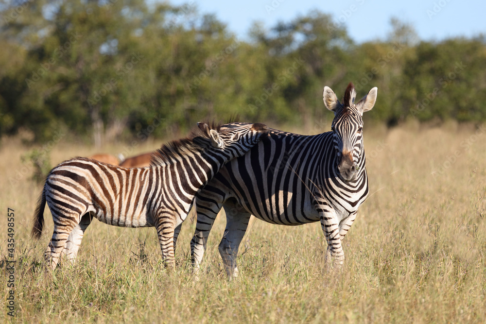 Fototapeta premium Steppenzebra / Burchell's zebra / Equus burchellii....