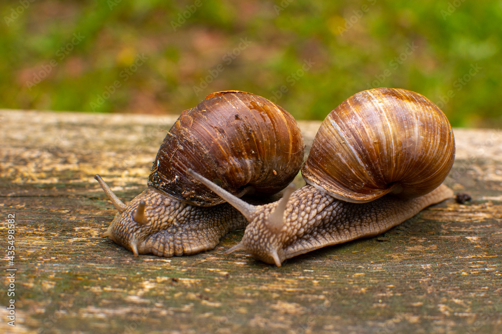 Garden snails on a wooden background. Snails after the rain Garden snails on a wooden background. Snails after the rain