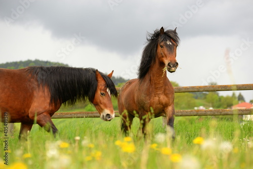 Connemara Ponies auf der Wiese © Grubärin