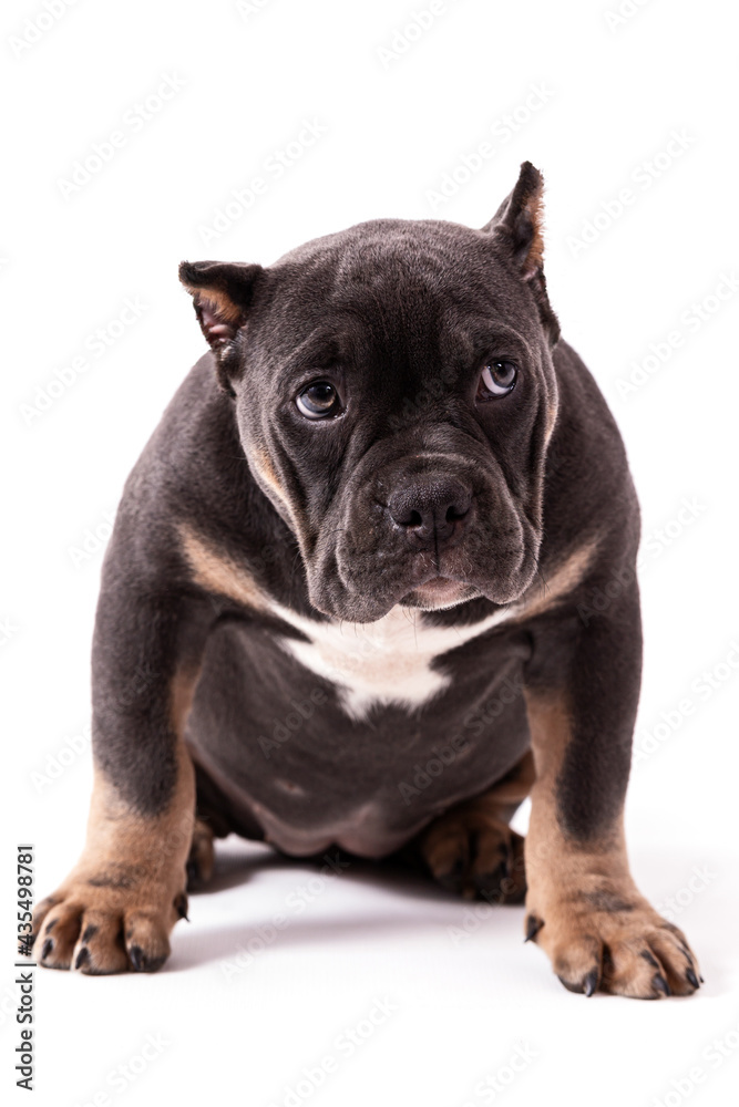A puppy of the American Bully breed of the tricolor color. A newly created companion dog breed in the United States. Isolated on a white background, close-up, selective focus