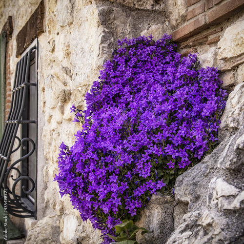 Fiori viola