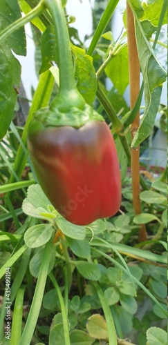 pimiento rojo de huerta familiar