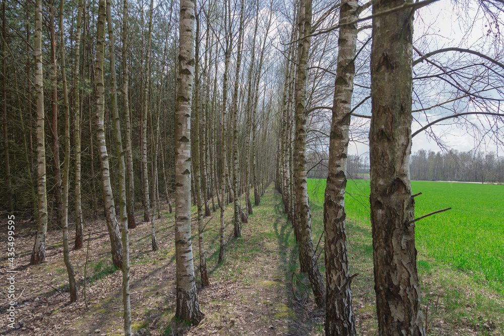 View of the field and the forest. View of the field and the forest.