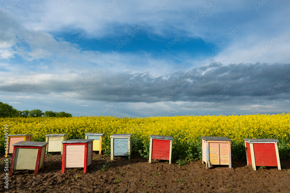 Beehives over blossoming rape field Beehives over blossoming rape field