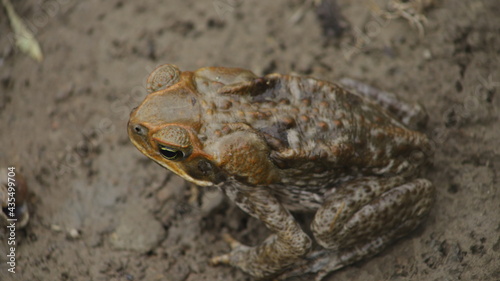 The cane toad  Rhinella marina   sometimes known as the  bufo   giant or marine toad at the time of spawning  with its eggs that can reach 30 thousand