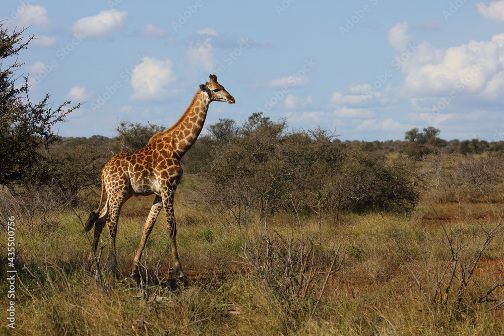 Giraffe / Giraffe / Giraffa camelopardalis. Giraffe / Giraffe / Giraffa camelopardalis.