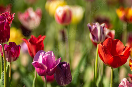 Close-Up of flower bed with Tulips