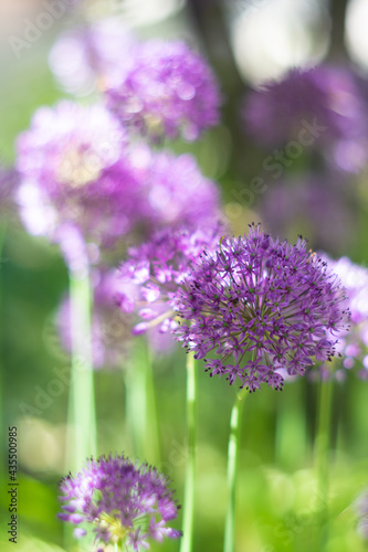 Purple allium flowers in the garden  real natural springtime plants
