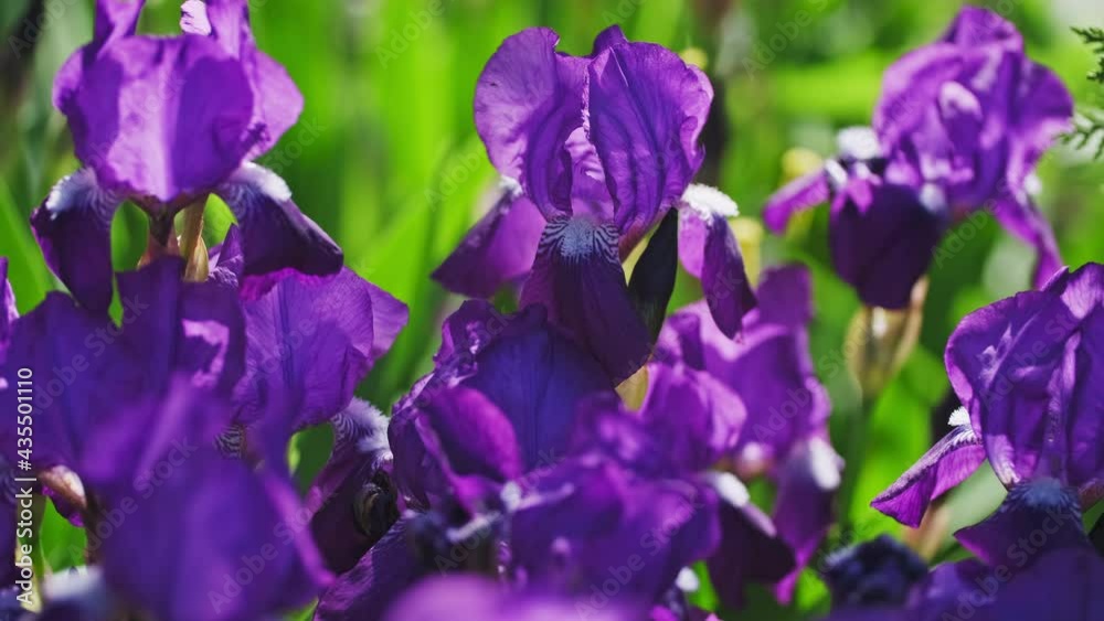 Purple and violet irises on green garden background.Spring or summer flowers closeup 4k Purple and violet irises on green garden background.Spring or summer flowers closeup 4k