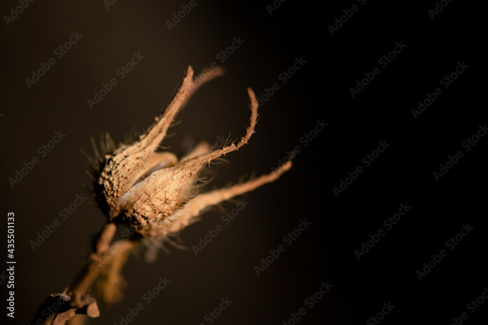 Naklejka premium Natureza 1