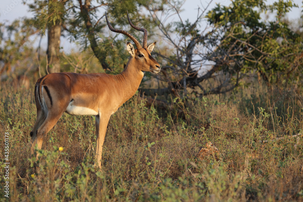 Schwarzfersenantilope / Impala / Aepyceros melampus Schwarzfersenantilope / Impala / Aepyceros melampus