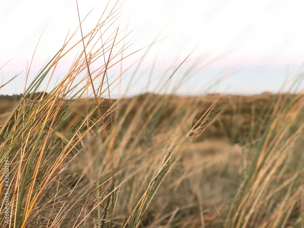 Obraz premium golden wheat field
