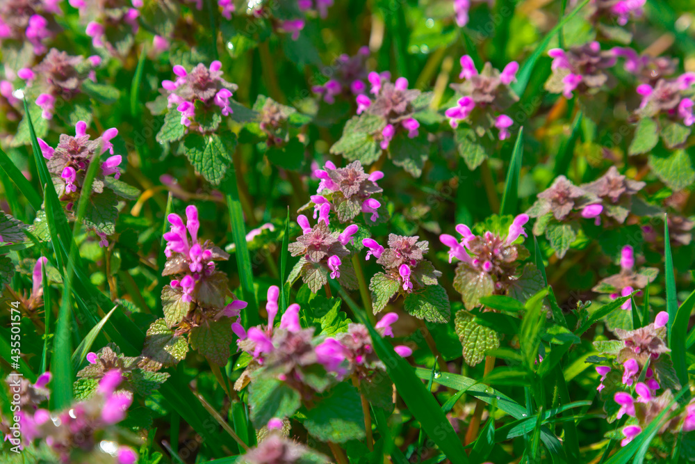 A purple flowering plant Lamium purpureum