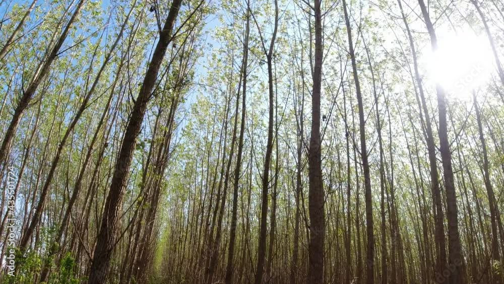 Rows of tree trees in the forest and a view of their canopy by walking through a privately planted forest. Rows of tree trees in the forest and a view of their canopy by walking through a privately planted forest.