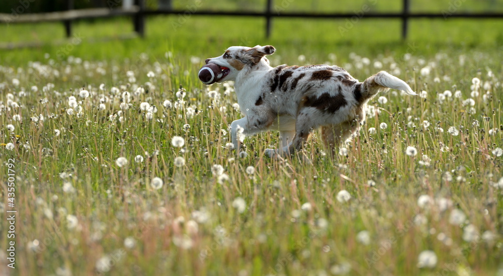 Hundefrühling. Junger Australien Shepherd auf der Löwenzahnwiese Hundefrühling. Junger Australien Shepherd auf der Löwenzahnwiese