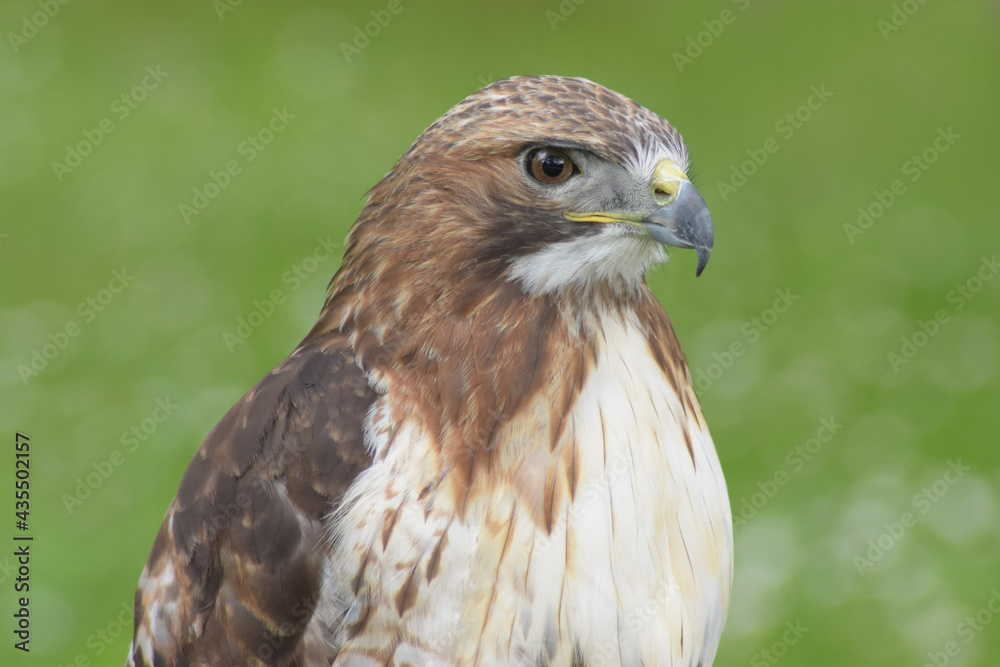 Common buzzard, profile portrait with green background. Common buzzard, profile portrait with green background.