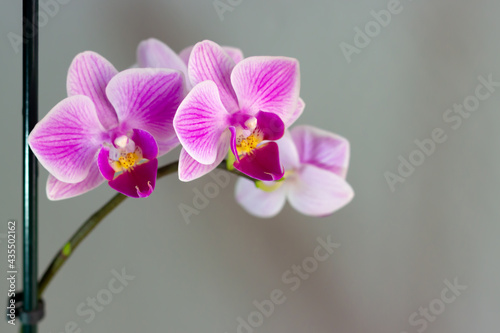 Close up view of beautiful Phalaenopsis in white, pink and violet colors with blurred background. Selective focus.
