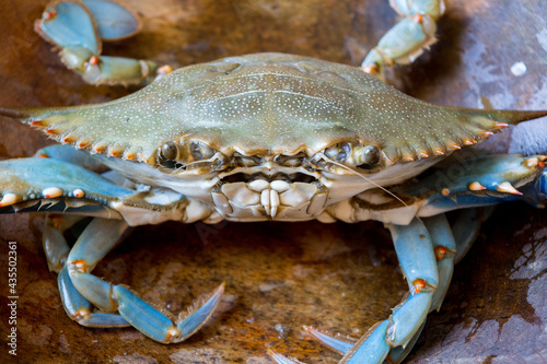 Closeup of blue crab photo