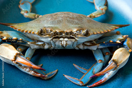 Closeup of blue crab photo