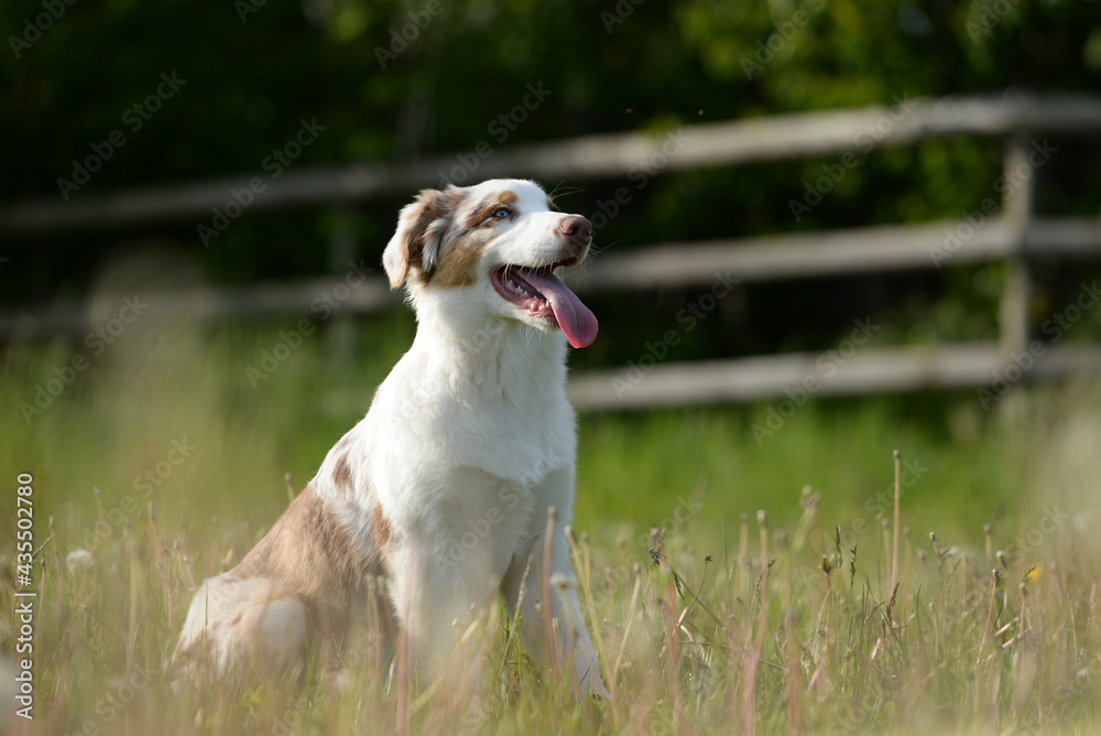 Hundefrühling. Junger Australien Shepherd auf der Löwenzahnwiese Hundefrühling. Junger Australien Shepherd auf der Löwenzahnwiese