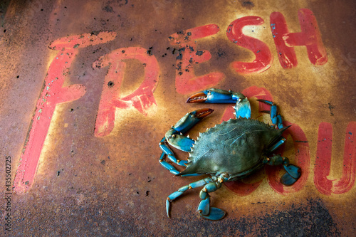 Closeup of blue crab photo