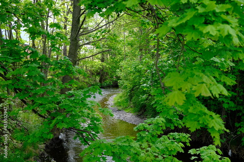 Fluss geht durch einen gr  nen frischen Wald